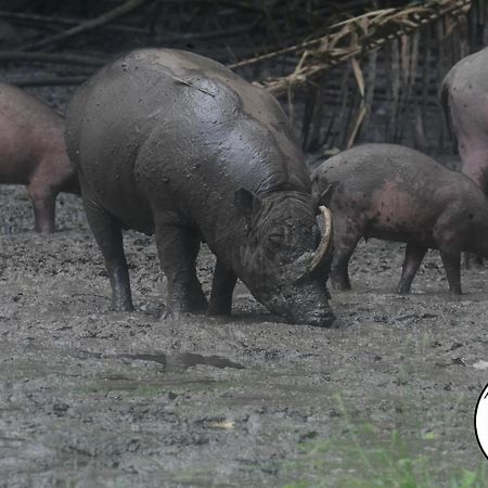 Tangkoko Lodge Bitung Bagian luar foto