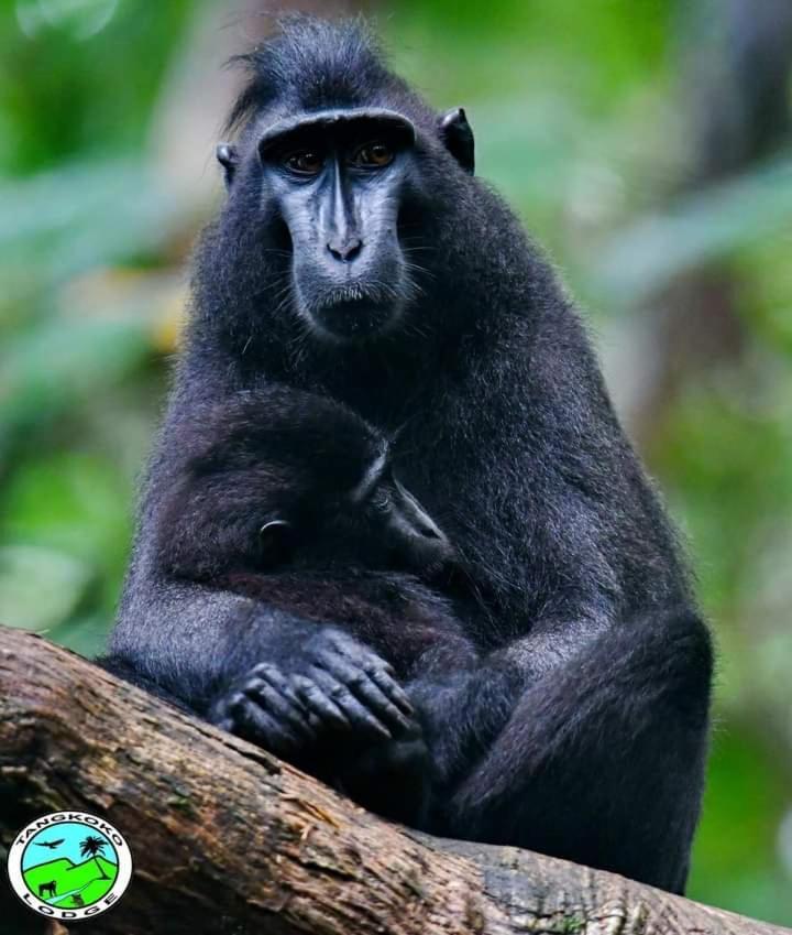 Tangkoko Lodge Bitung Bagian luar foto