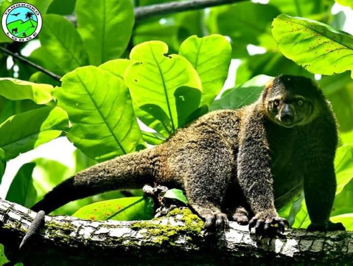 Tangkoko Lodge Bitung Bagian luar foto