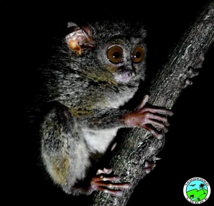 Tangkoko Lodge Bitung Bagian luar foto
