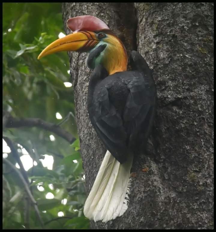 Tangkoko Lodge Bitung Bagian luar foto