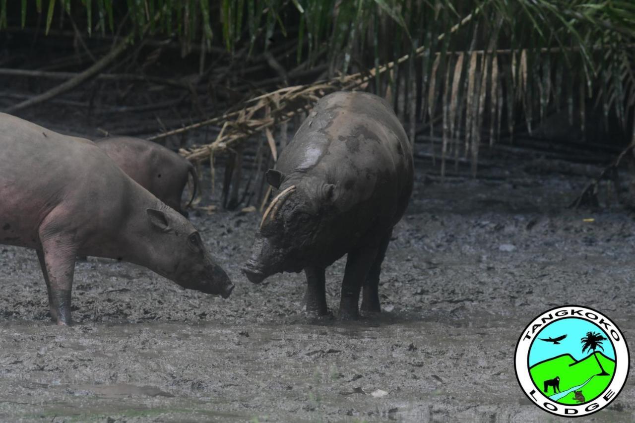 Tangkoko Lodge Bitung Bagian luar foto